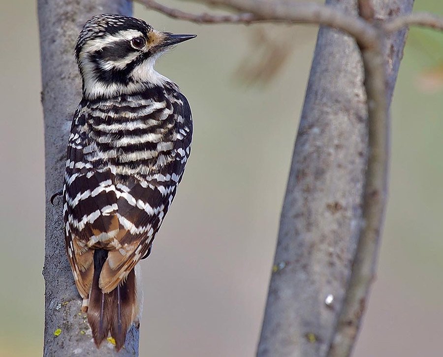 Nuttall's Woodpecker