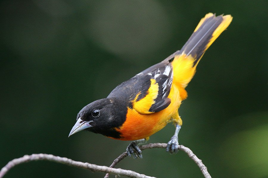 Orange and Black Animals - Baltimore Oriole