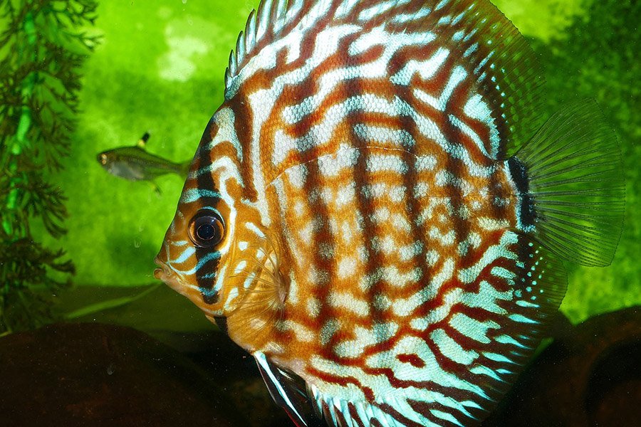 Orange and Black Animals - Discus