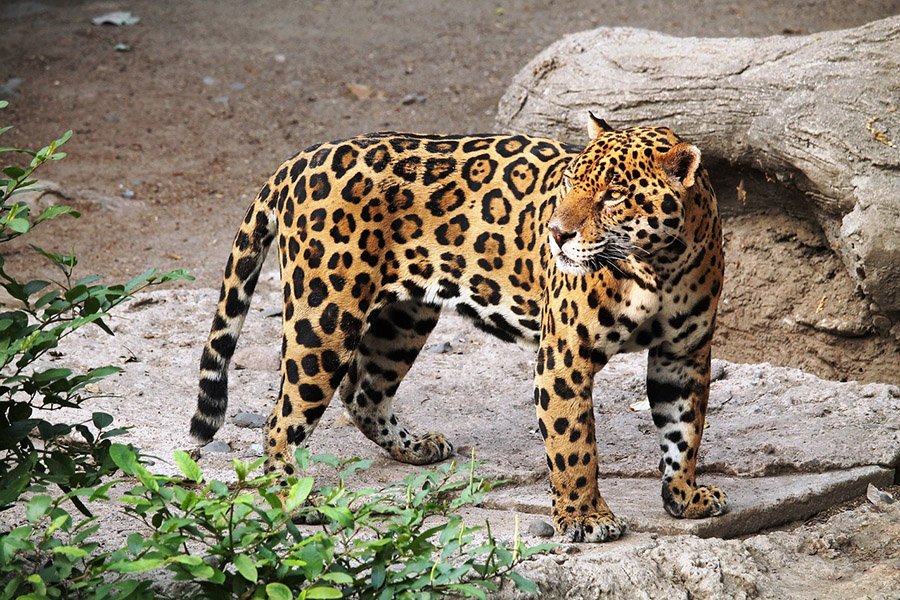 Orange and Black Animals - Jaguar