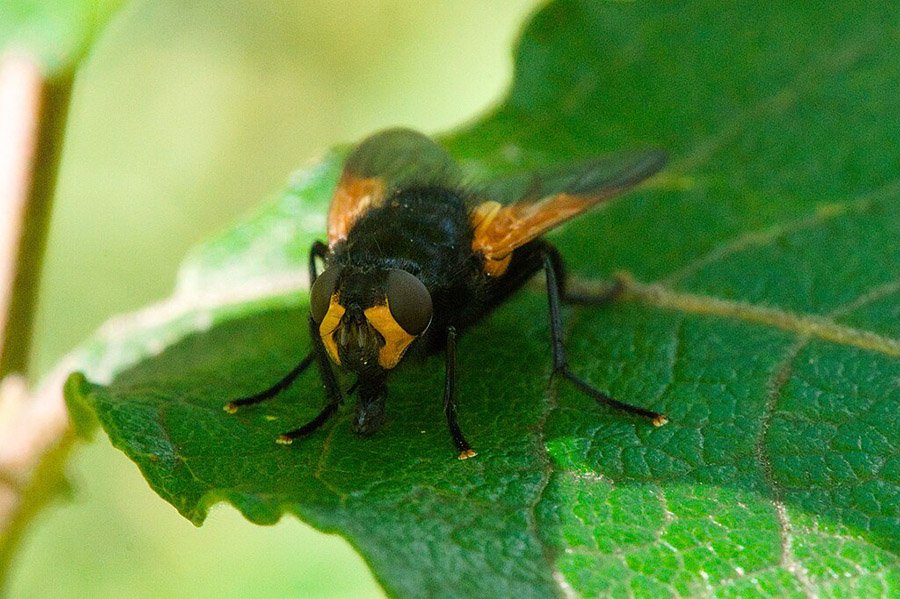 Orange and Black Animals - Noonday Fly