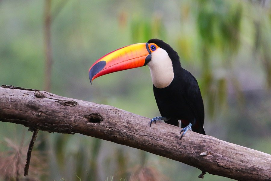 Orange and Black Animals - Toco Toucan