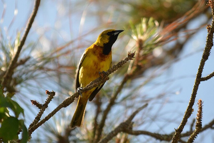 Orchard Oriole