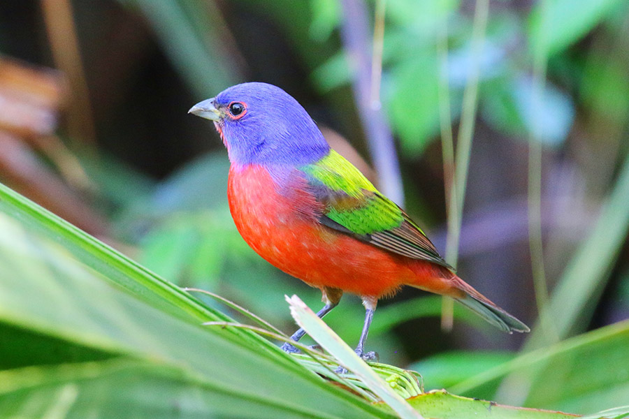 Painted Bunting