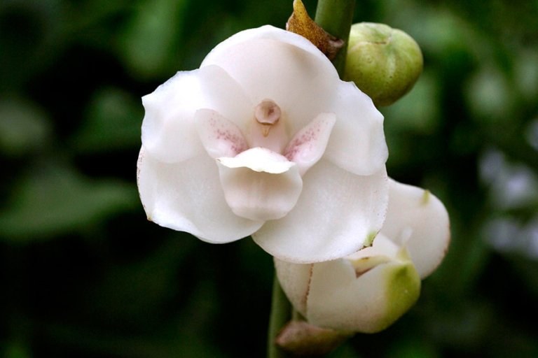 All About Panama’s National Flower: Peristeria elata
