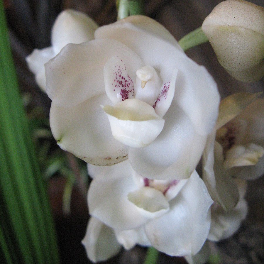 Panama Peristeria elata