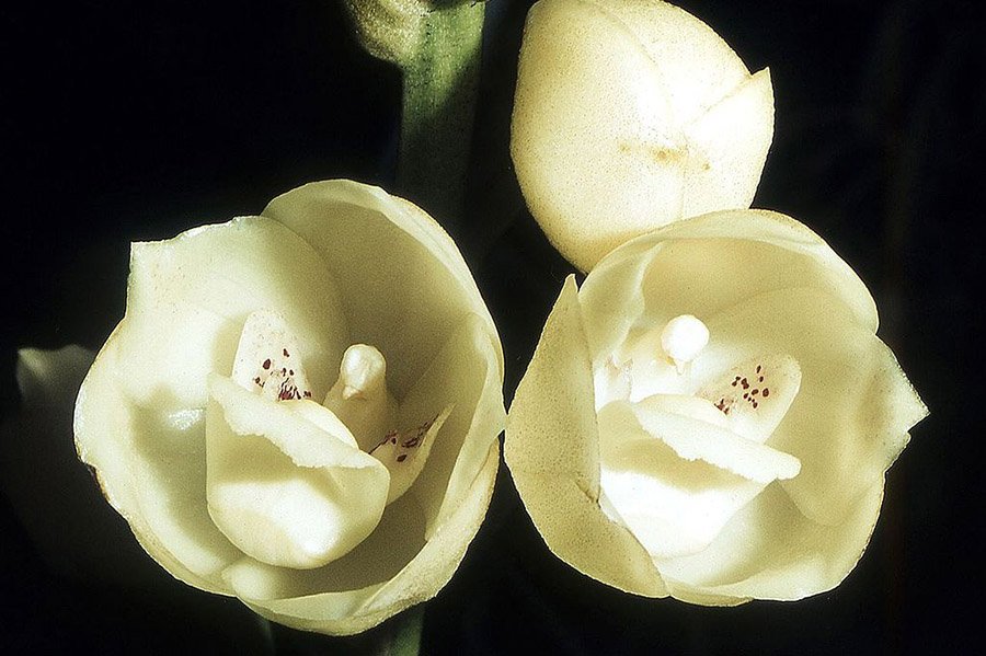 Panama Peristeria elata