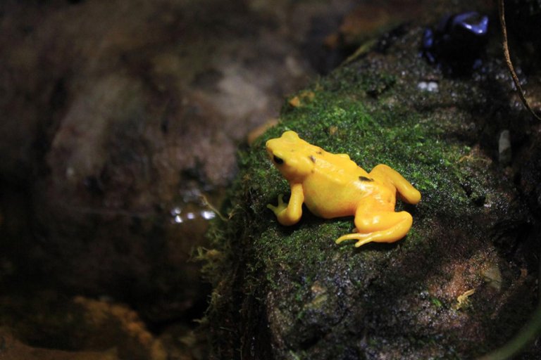 Meet The National Animal of Panama, The Panamanian Golden Frog