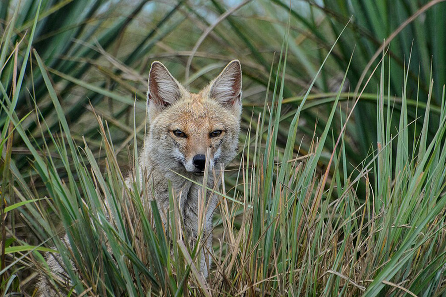 Paraguay Pampas Fox