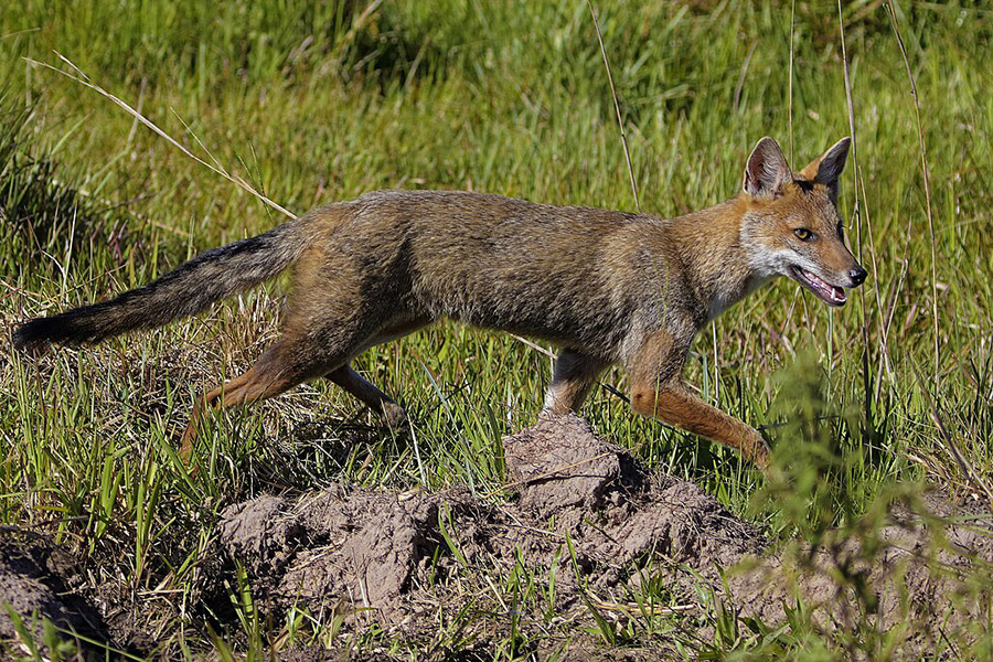 Paraguay Pampas Fox