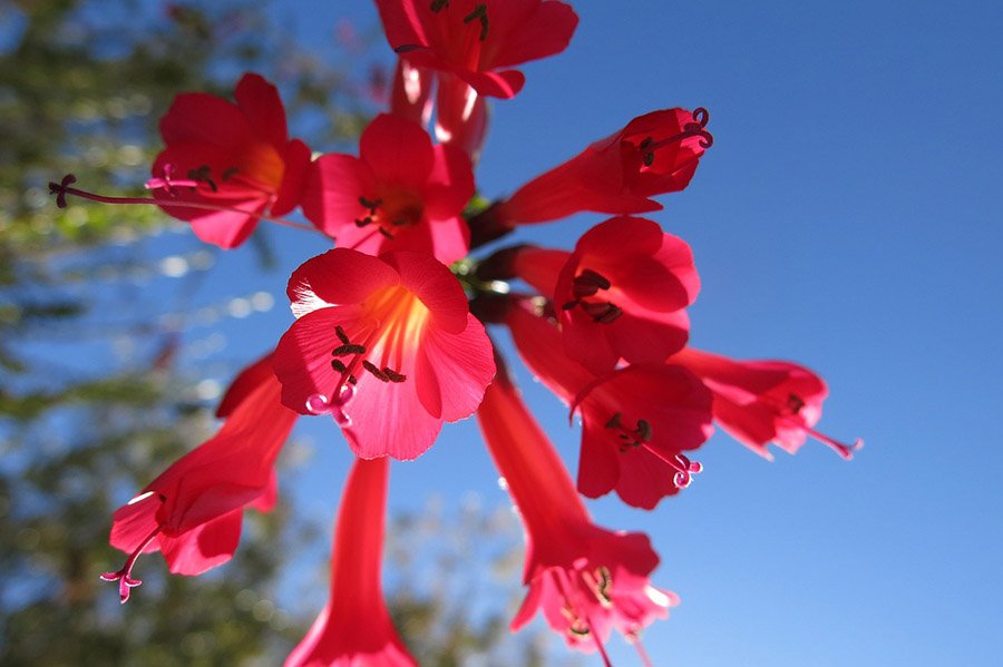 Peru Cantua buxifolia