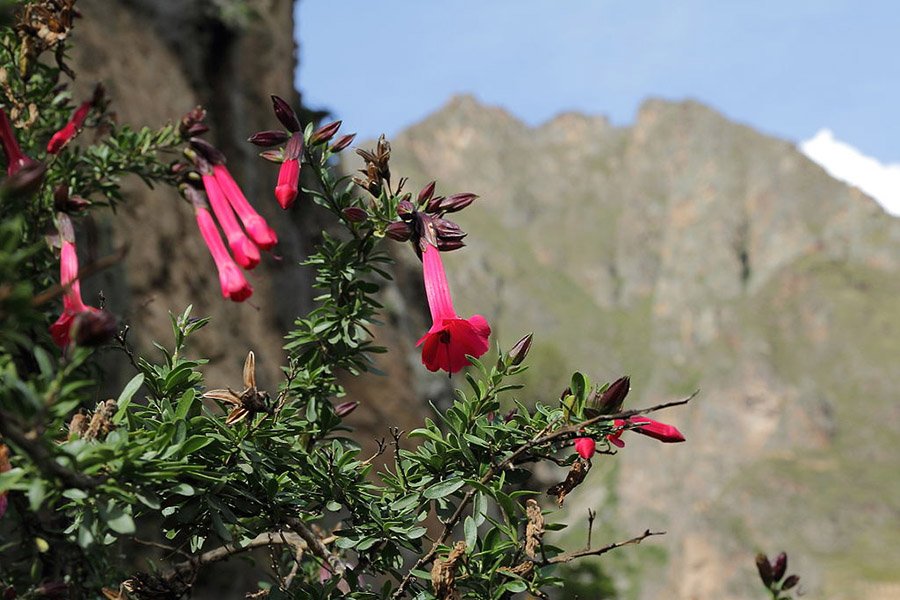 Peru Cantua buxifolia