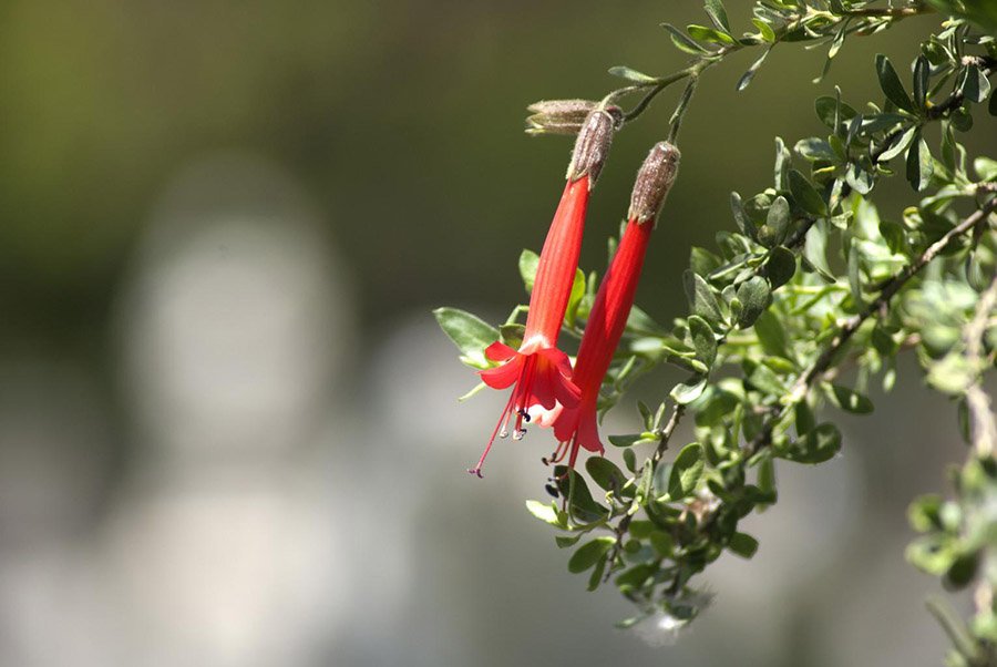 Peru Cantua buxifolia