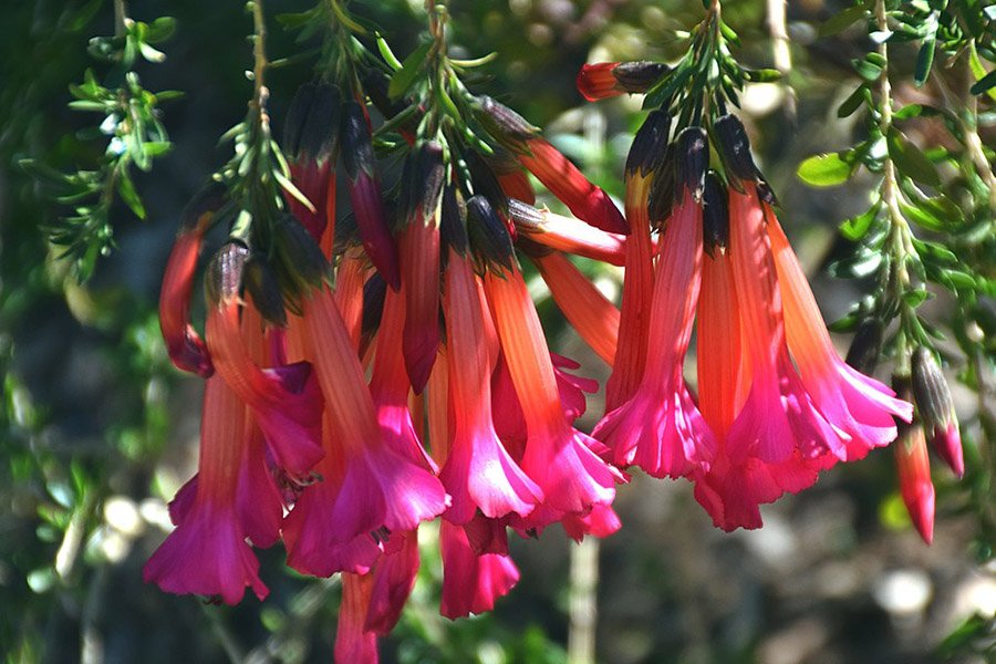 Peru Cantua buxifolia