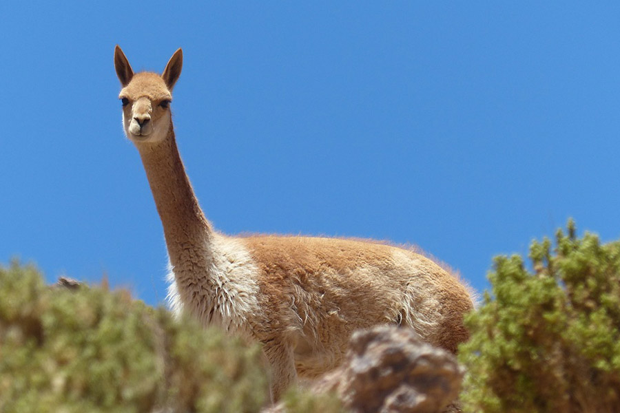 Peru Vicuna
