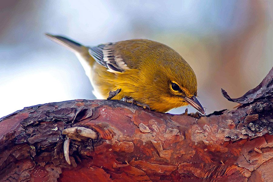 Pine Warbler