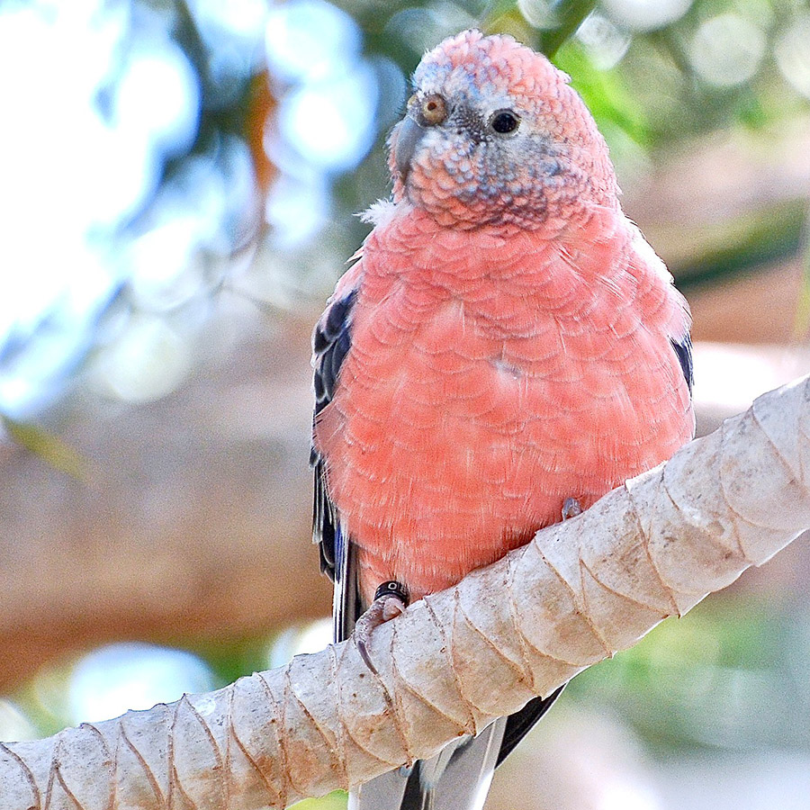 Pink Parrots - Bourke’s Parakeet
