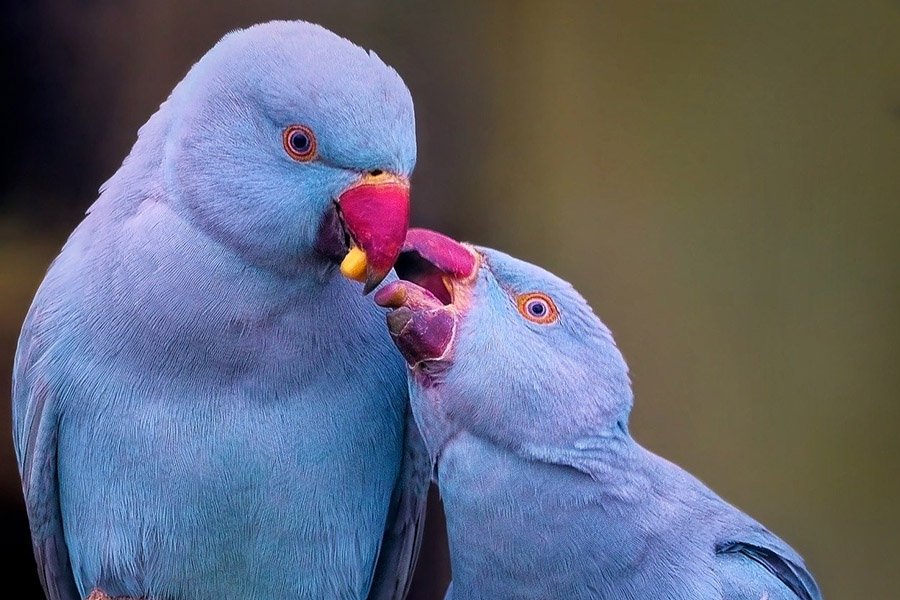 Purple Parrots - Indian Ringneck Parakeet