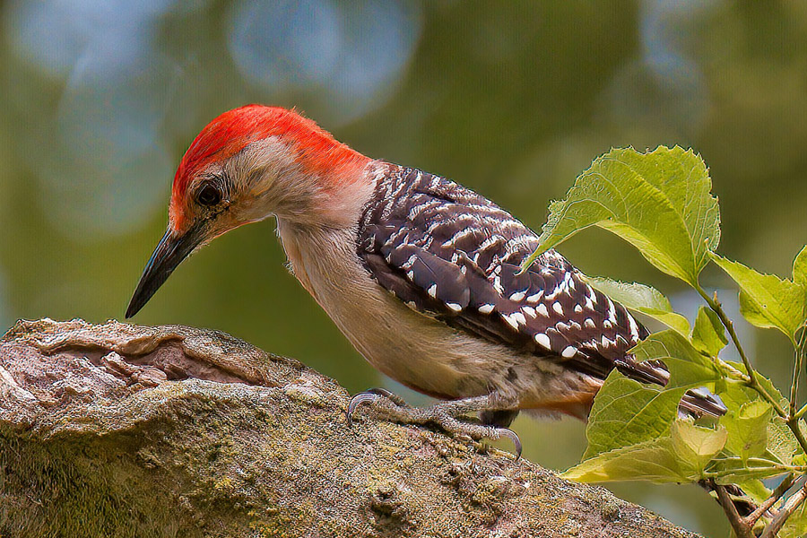 Red-Bellied Woodpecker