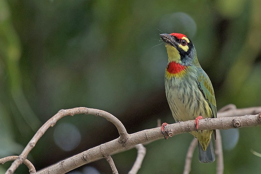 Red and Blue Animals - Coppersmith Barbet