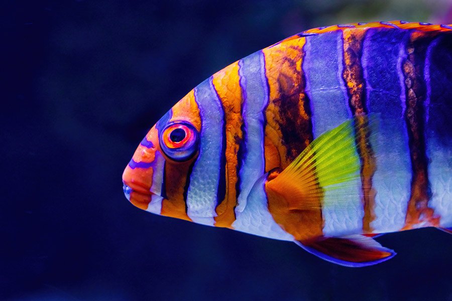 Red and Blue Animals - Harlequin Tuskfish
