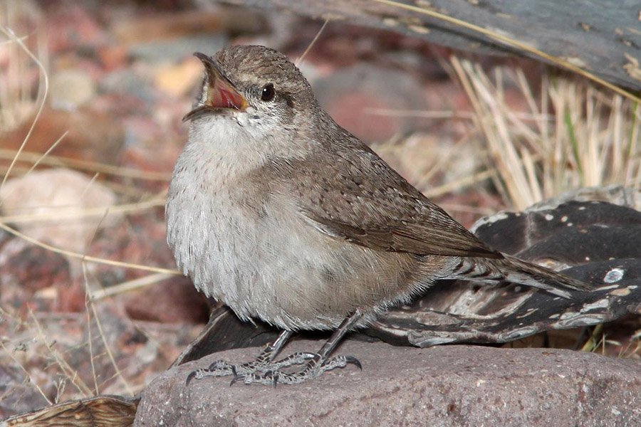 Rock Wren