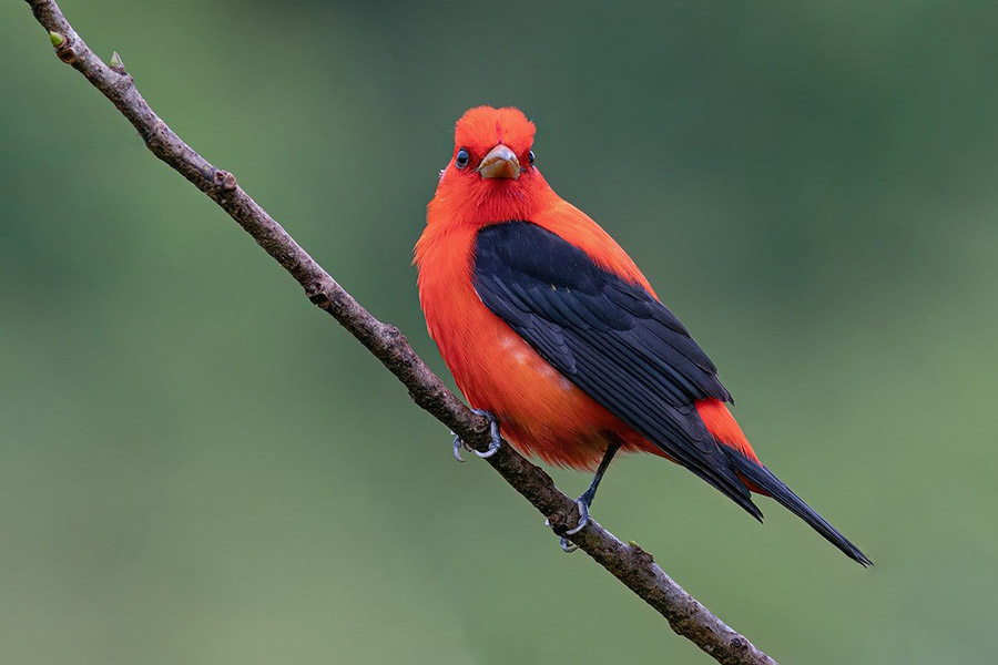 Scarlet Tanager