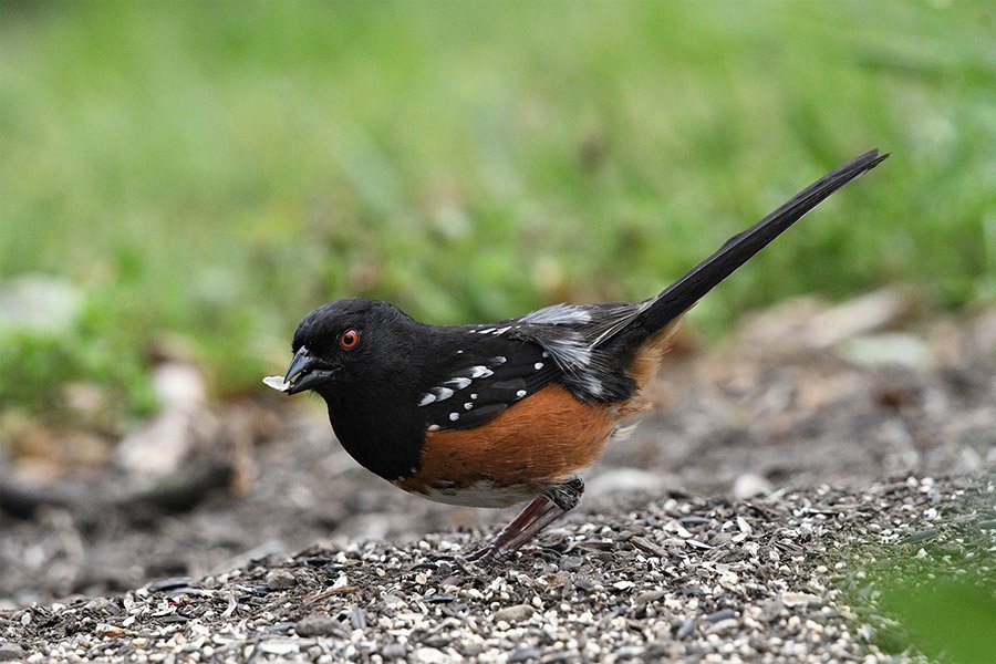 Spotted Towhee