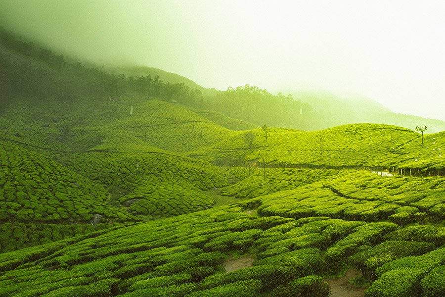 Sri Lanka - Tea Plantations