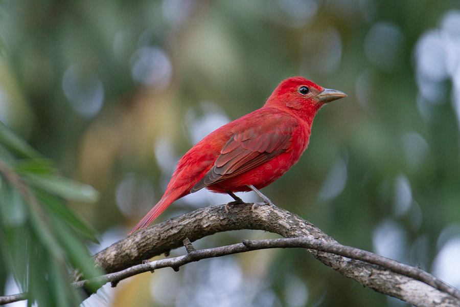 Summer Tanager Male