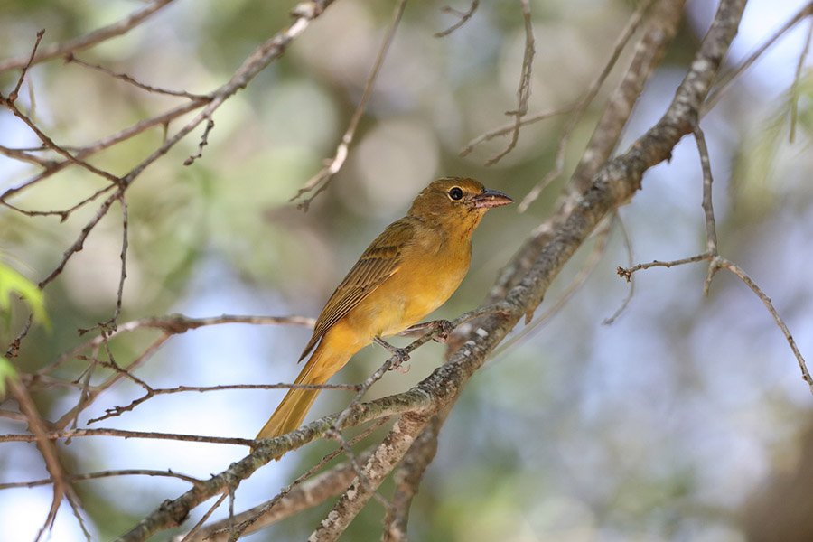 Summer Tanager