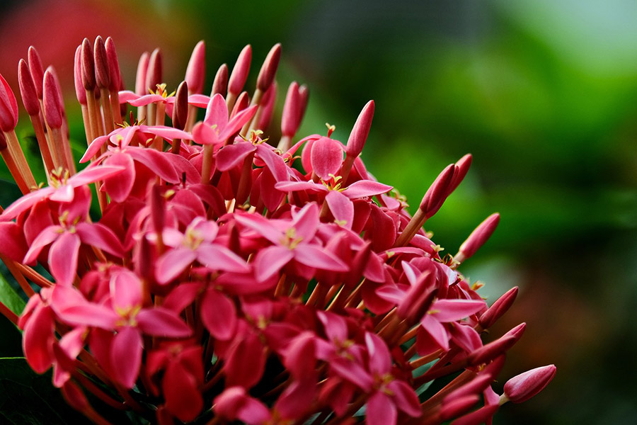 Meaning Of Guyana National Flower Best Flower Site