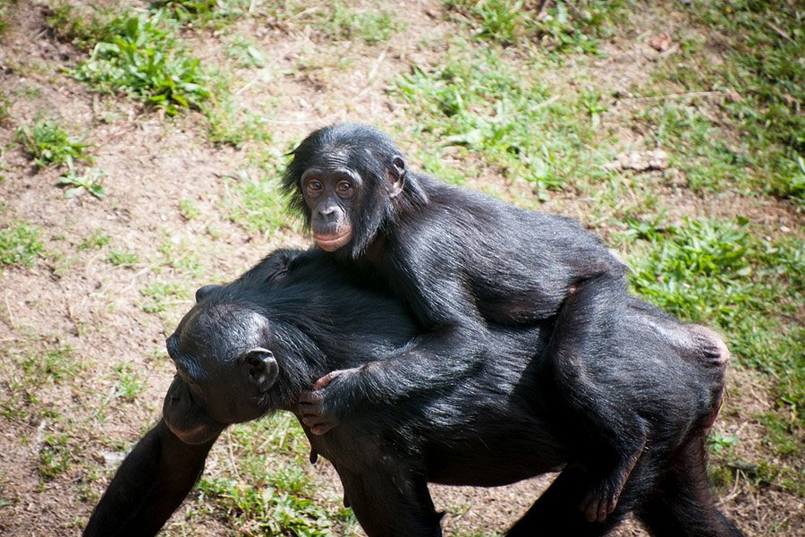 Tailless animals - Apes