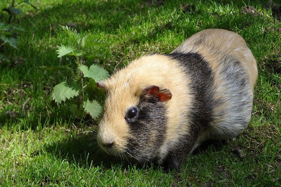 Tailless animals - Guinea pig
