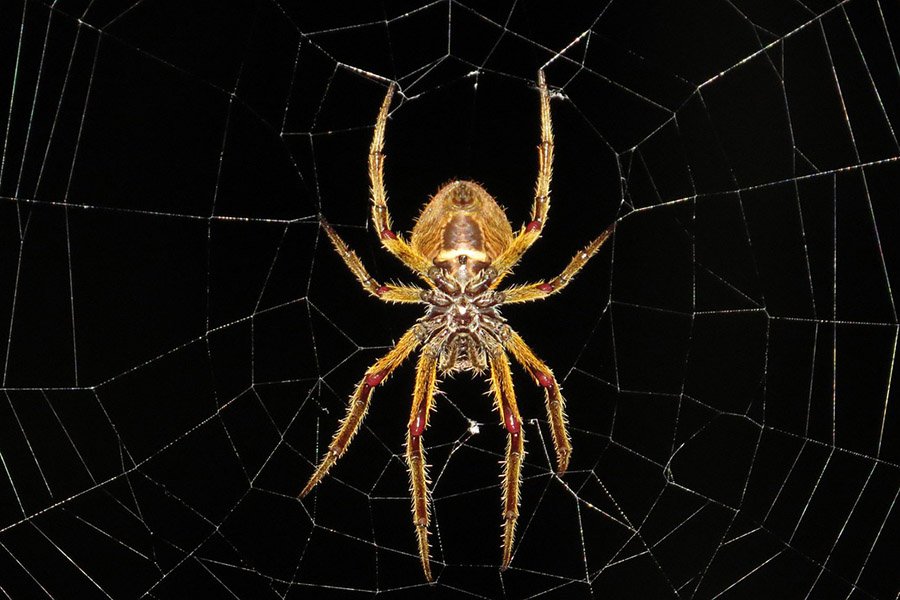 Tailless animals - Spiders