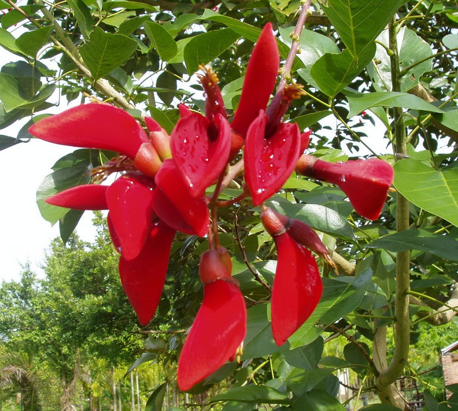 Uruguay Ceibo Erythrina
