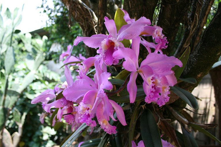 All About Venezuela’s National Flower: Cattleya mossiae