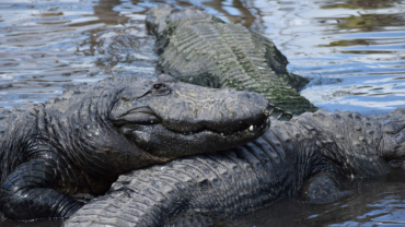 Are There Alligators in Africa? An In-Depth Look