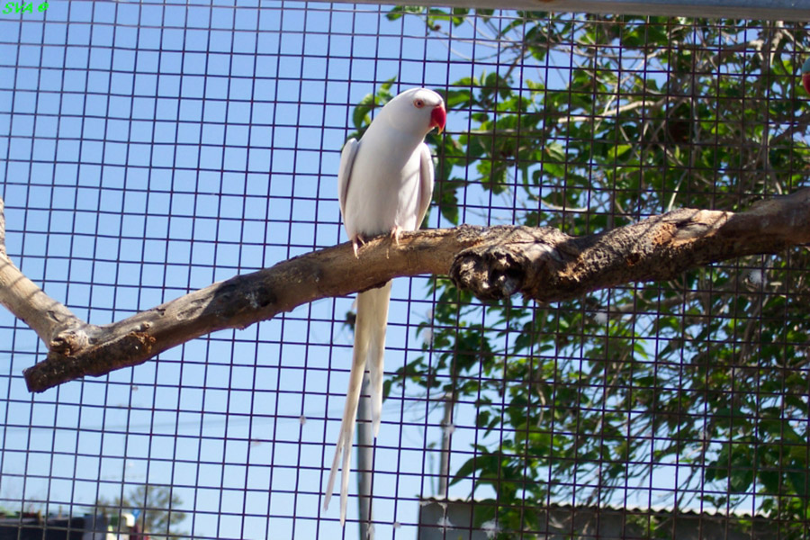 White Parrots - Indian Ringneck Parakeet