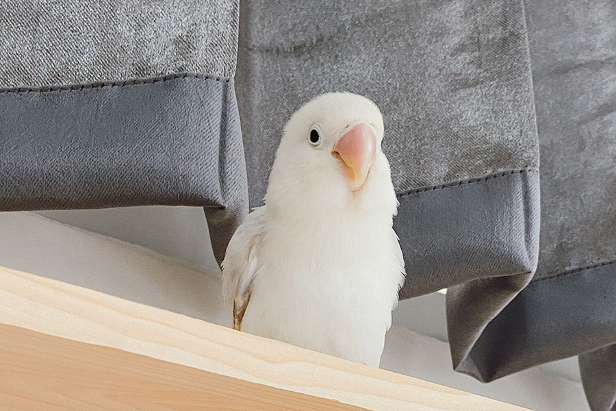 White Parrots - Lovebird