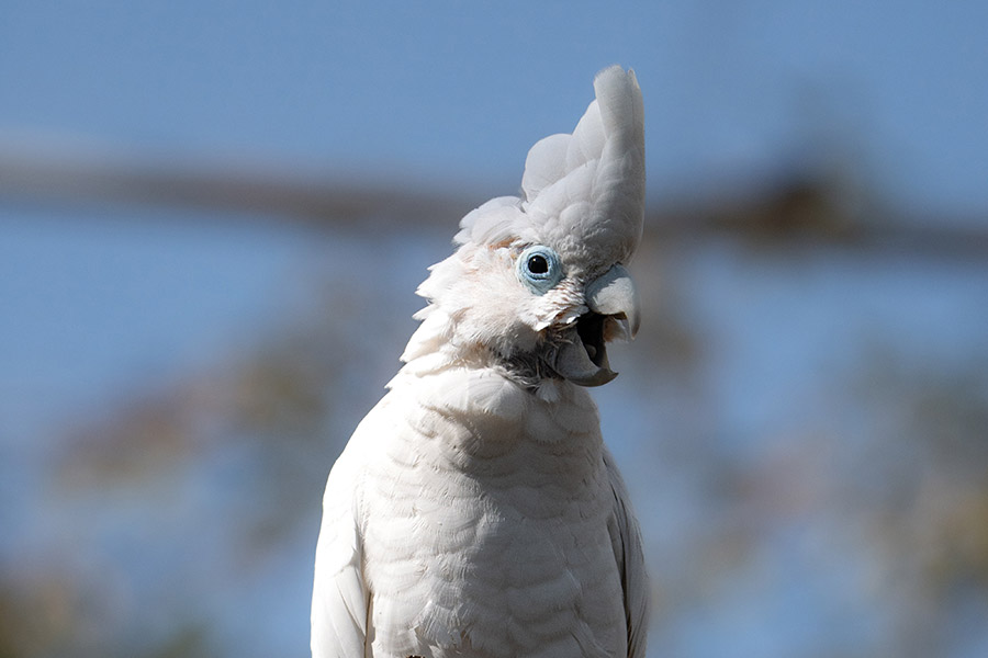 White Parrots - White-Crested Cockatoo