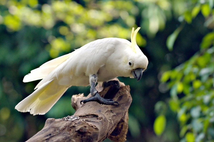 White Parrots - Yellow-Crested Cockatoo