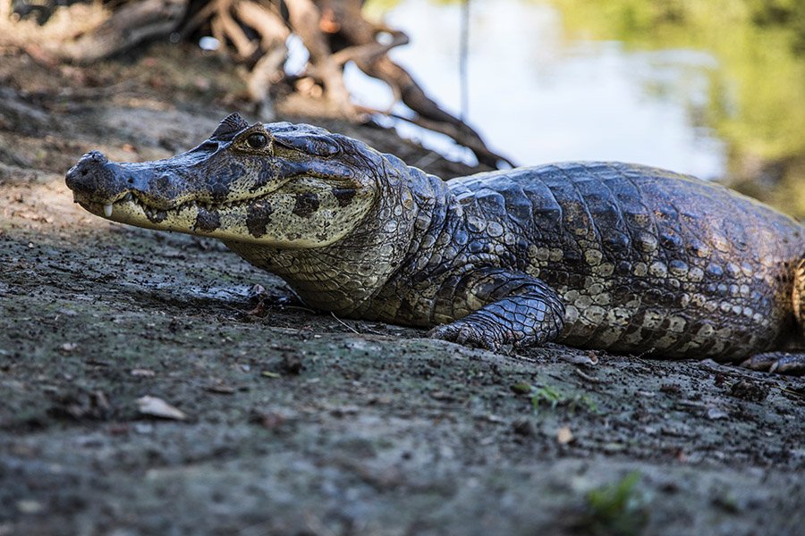 Yacare Caiman
