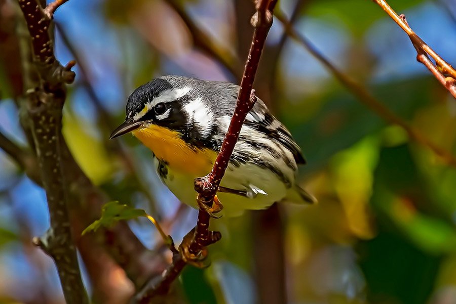 Yellow-Throated Warbler