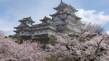 Japan cherry blossom