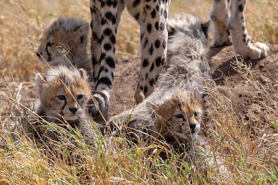 4 baby cheetahs