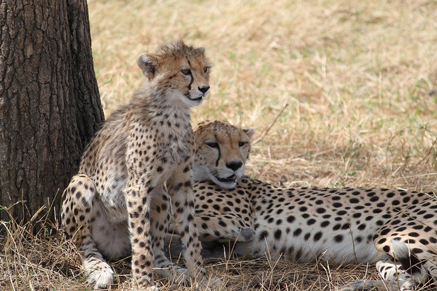 Adult and young cheetahs in Tanzania