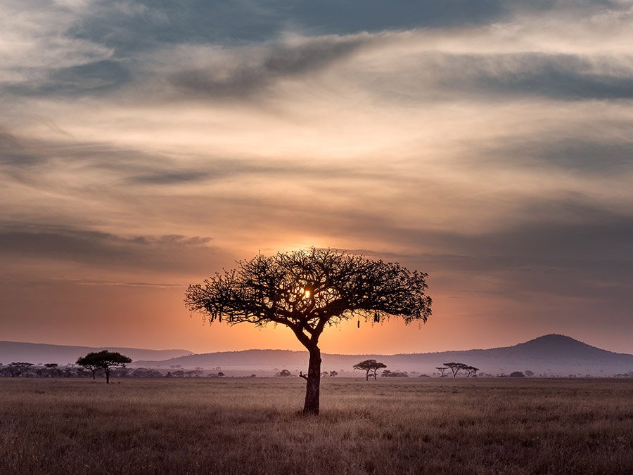 African savanna