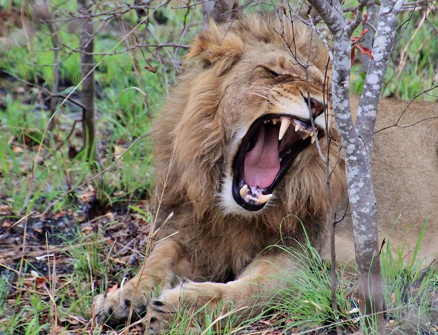 Aggressive lion