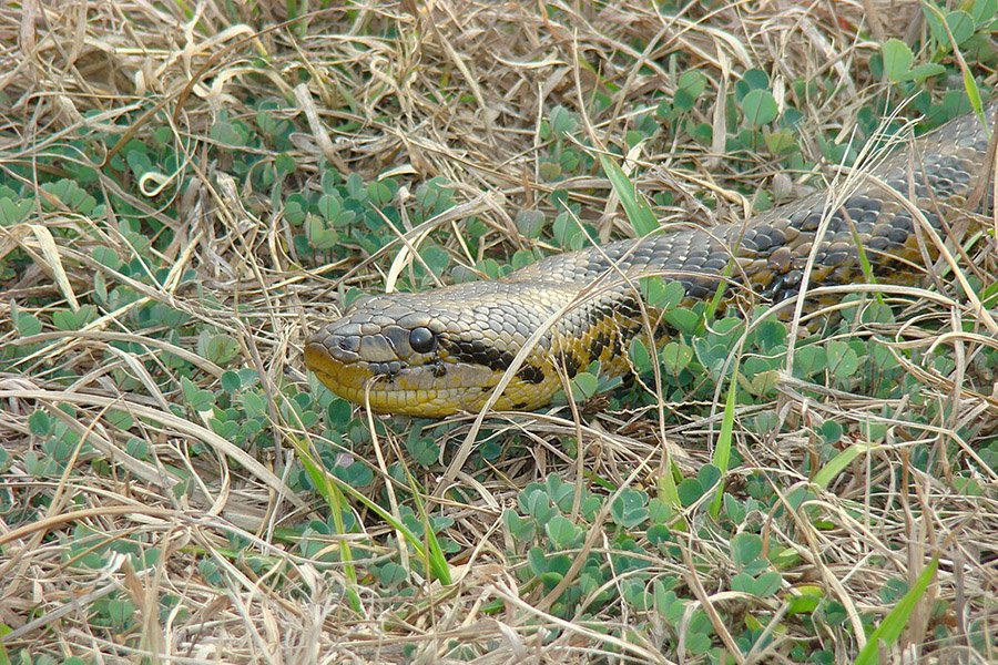 Anaconda on land
